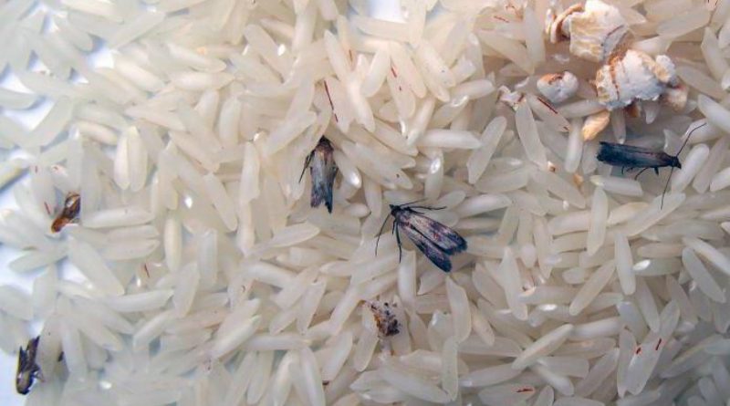 Молци в хранителни продукти. На снимката популация молци в ориз.